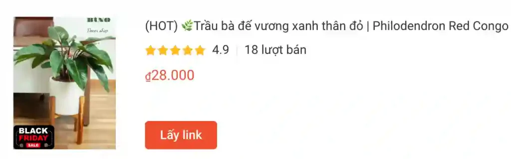 Trau ba de vuong xanh than do Philodendron Red Congo | Monsteraholic