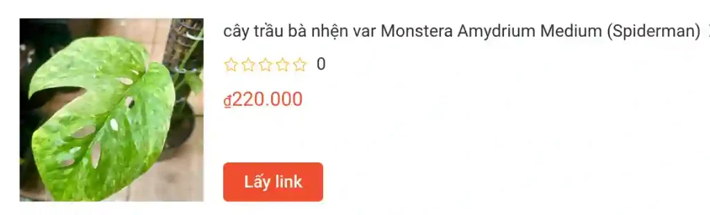 Hướng dẫn chăm sóc Amydrium Medium - Amydrium Green 1 cay trau ba nhen var Monstera Amydrium Medium Spiderman | Monsteraholic