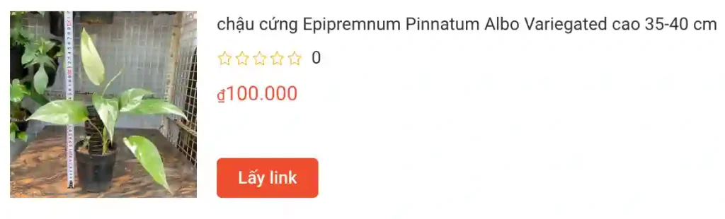 chau cung Epipremnum Pinnatum Albo Variegated cao 35 40 cm | Monsteraholic