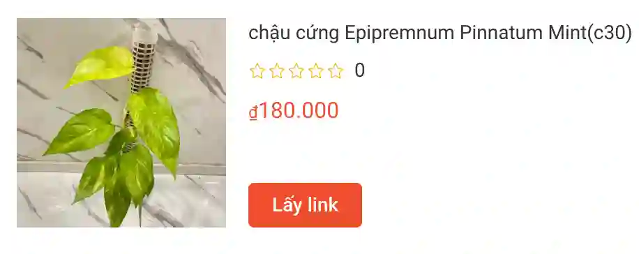 chau cung Epipremnum Pinnatum Mintc30 | Monsteraholic