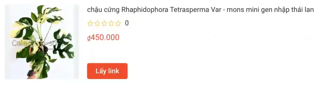 chau cung Rhaphidophora Tetrasperma Var mons mini gen nhap thai lan | Monsteraholic