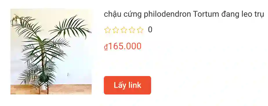chau cung philodendron Tortum dang leo tru | Monsteraholic