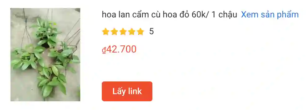 566 loài thuộc chi Hoya - Lan cẩm cù 3 hoa lan cam cu hoa do 60k 1 chau | Monsteraholic
