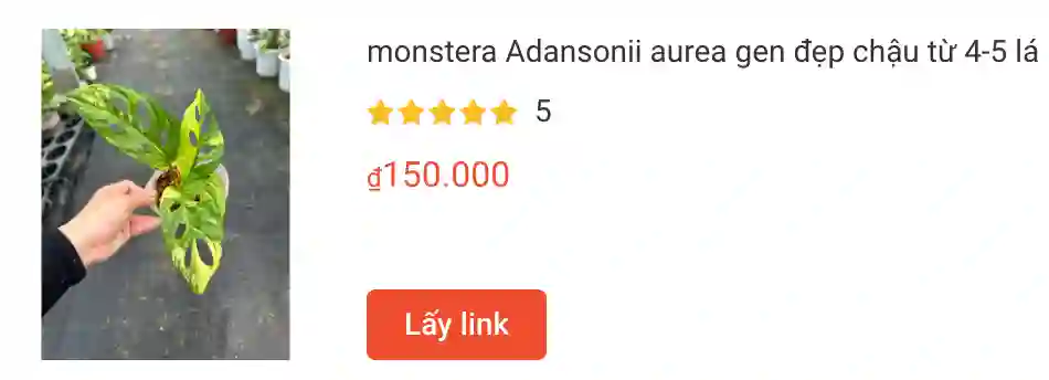 Monstera Adansonii Aurea Variegated: Hướng dẫn chăm sóc toàn diện 1 monstera Adansonii aurea gen dep chau tu 4 5 la | Monsteraholic