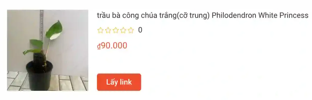 trau ba cong chua trangco trung Philodendron White Princess | Monsteraholic