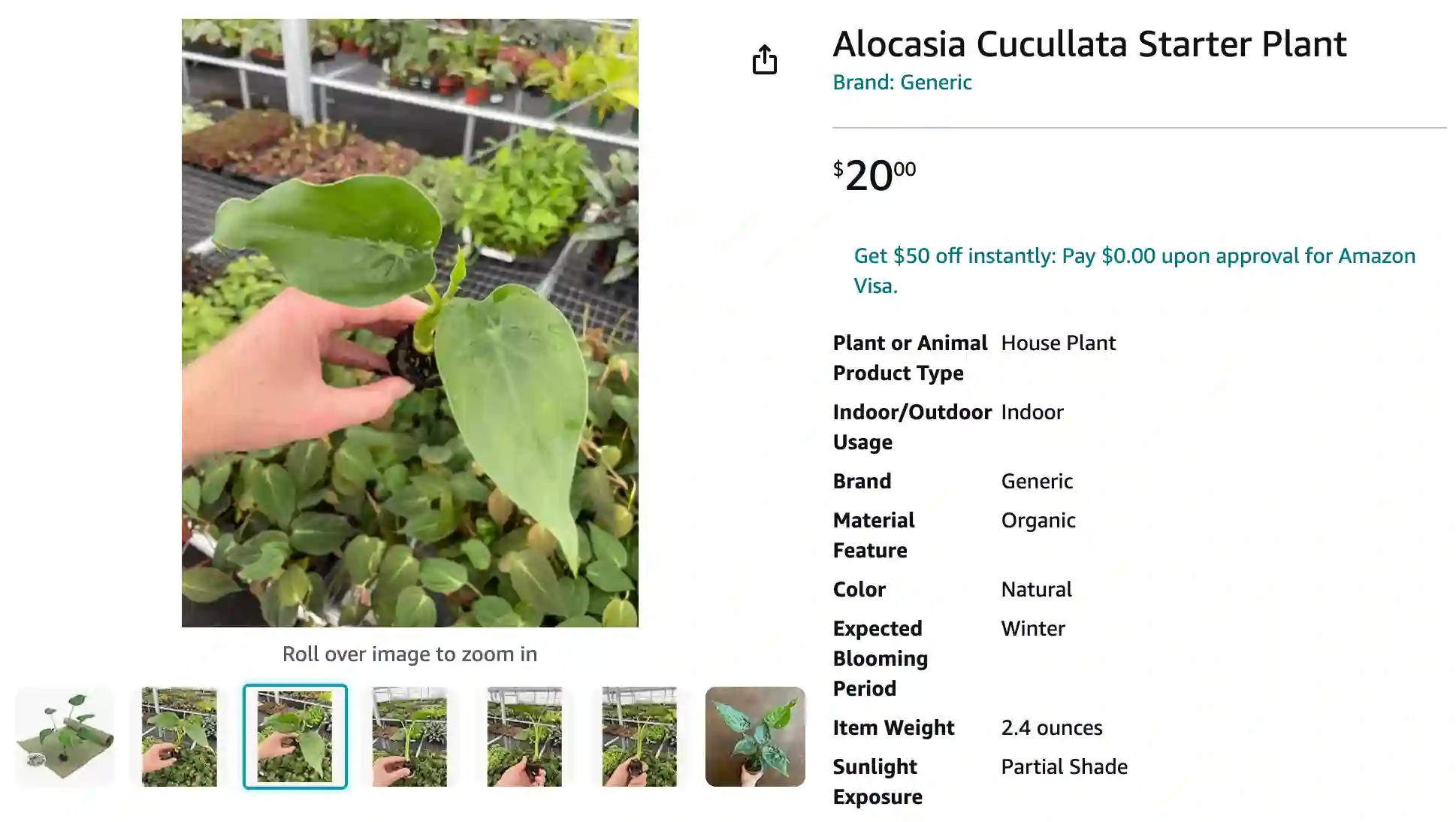 Alocasia Cucullata | Monsteraholic