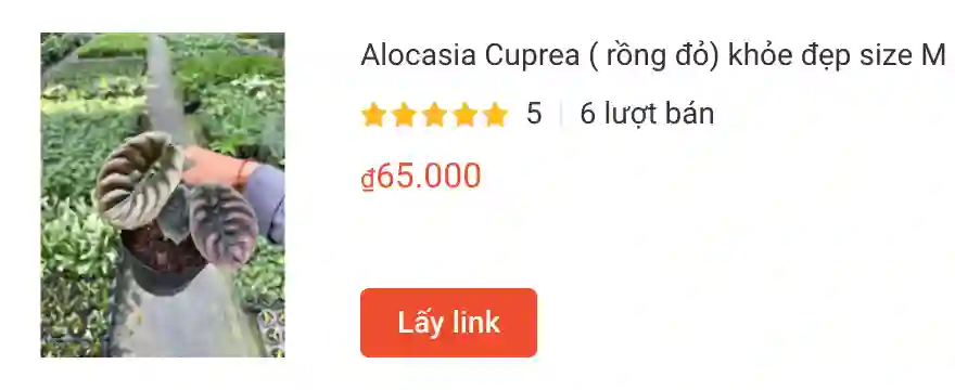 Alocasia Cuprea rong do khoe dep size M | Monsteraholic