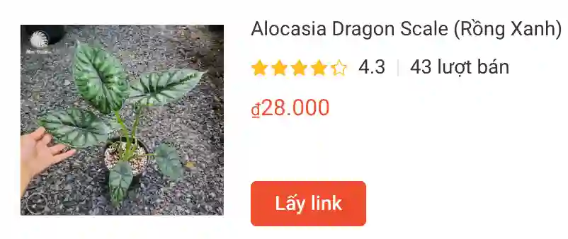 Alocasia Dragon Scale Rong Xanh cay giong | Monsteraholic