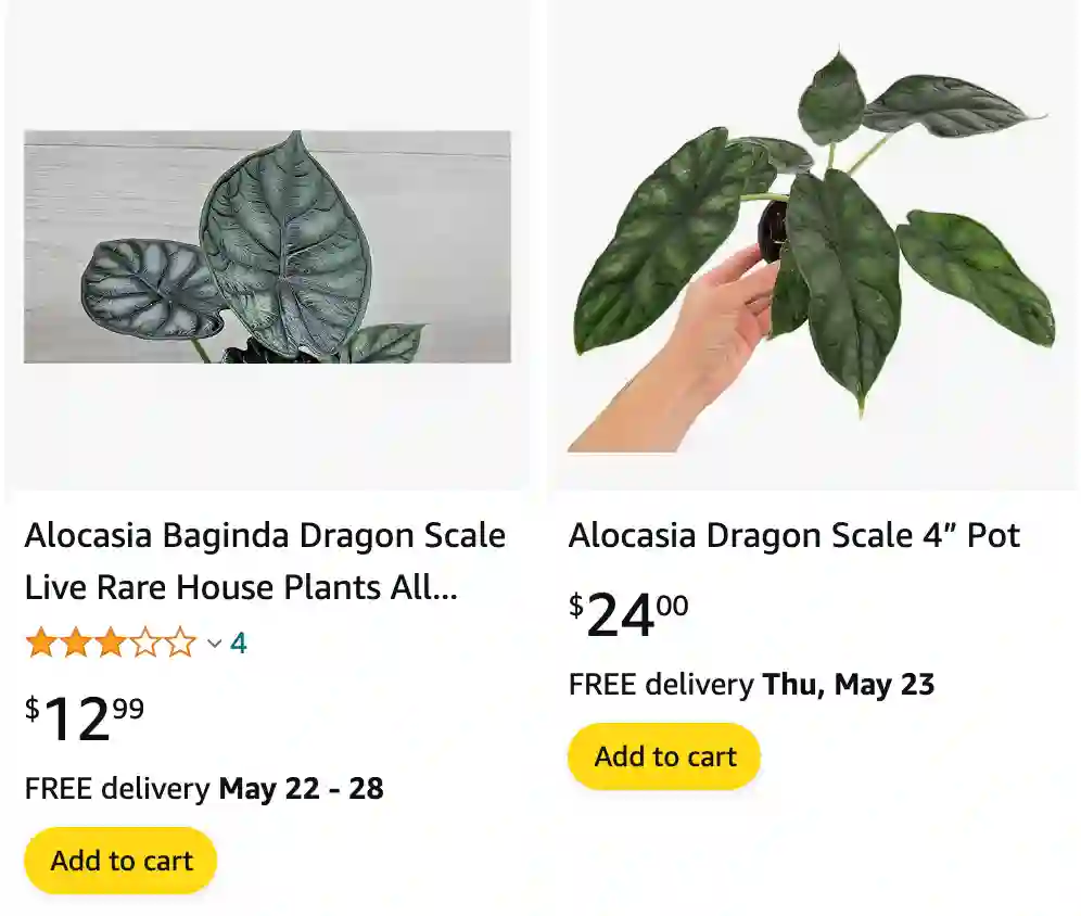 Alocasia Dragon Scale | Monsteraholic