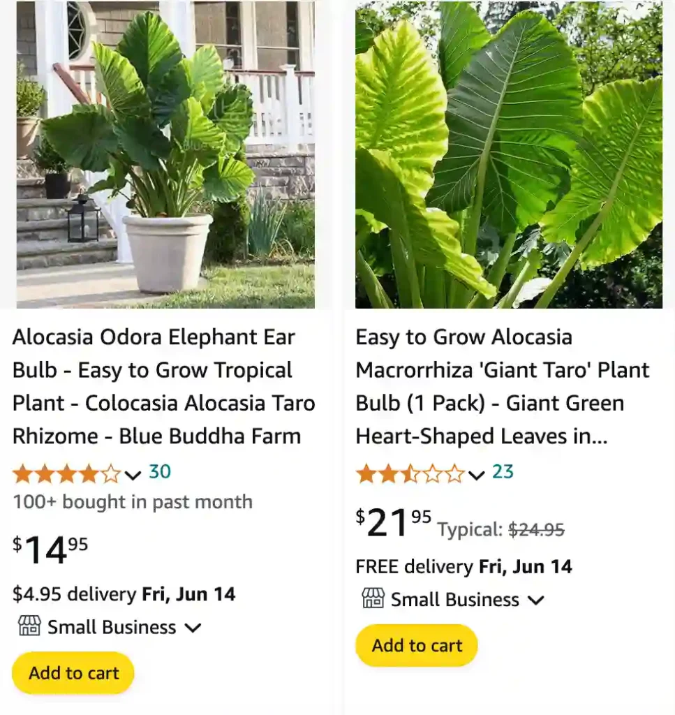 Alocasia Giant Taro | Monsteraholic