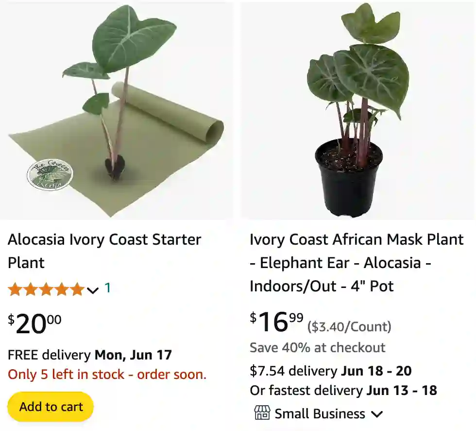 Alocasia Ivory Coast | Monsteraholic