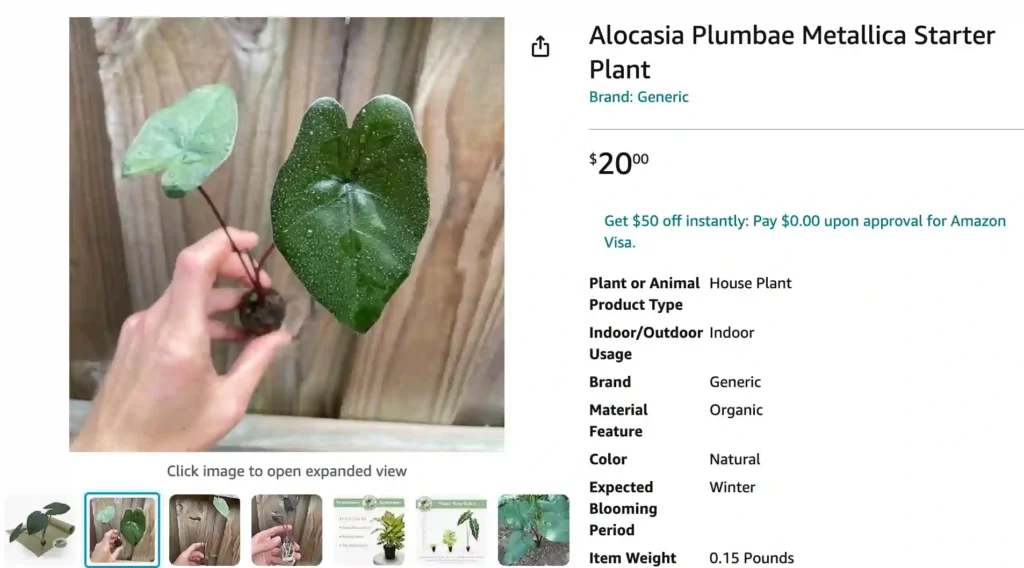 Alocasia Plumbae | Monsteraholic