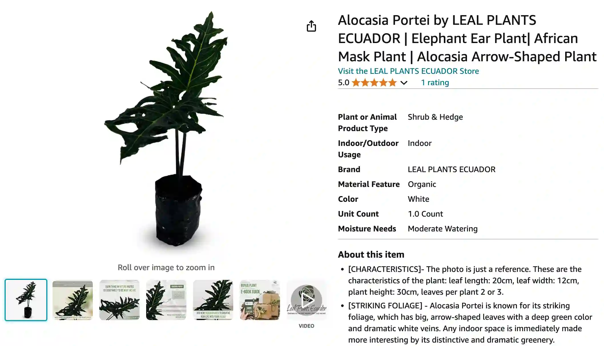 Alocasia Portei | Monsteraholic