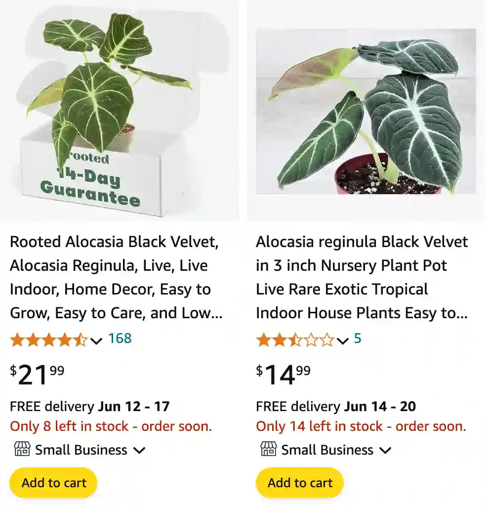 Alocasia Reginula | Monsteraholic