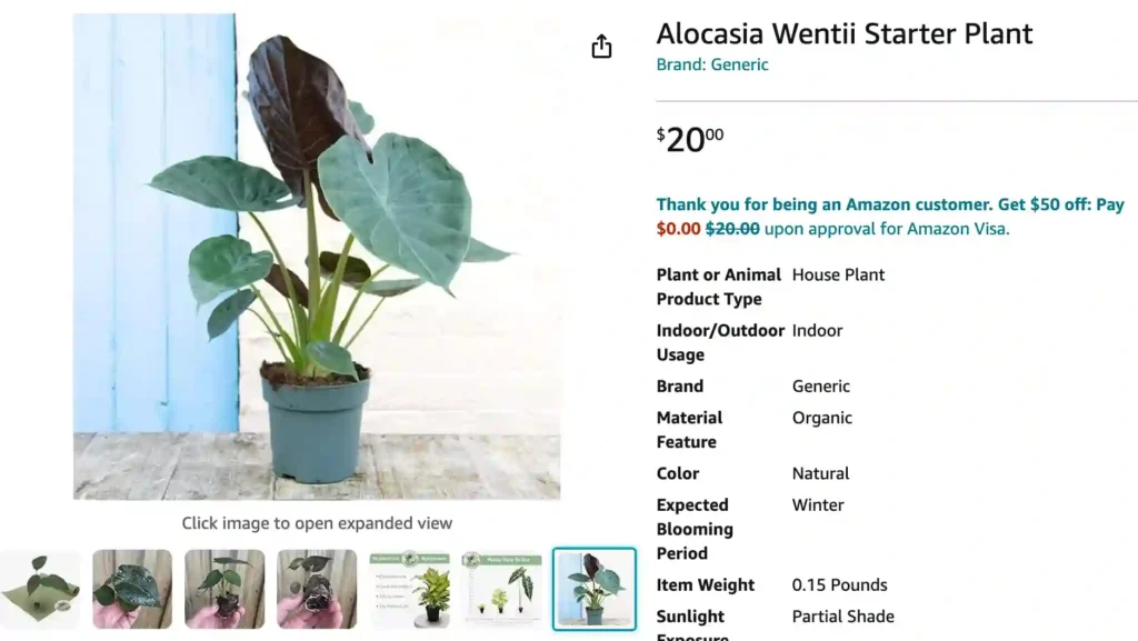 Alocasia Wentii | Monsteraholic