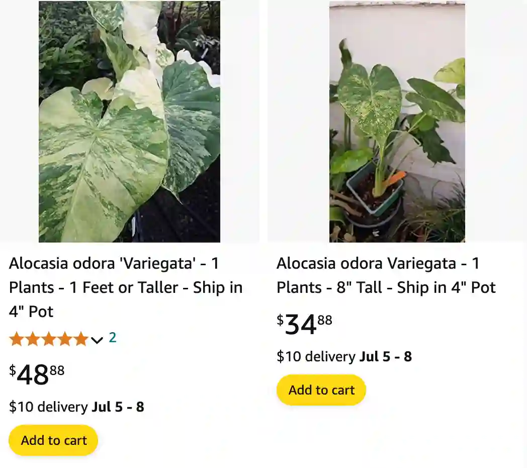 Alocasia odora variegata | Monsteraholic