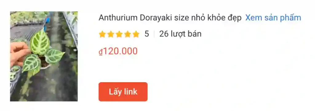 Anthurium Dorayaki size nho khoe dep | Monsteraholic