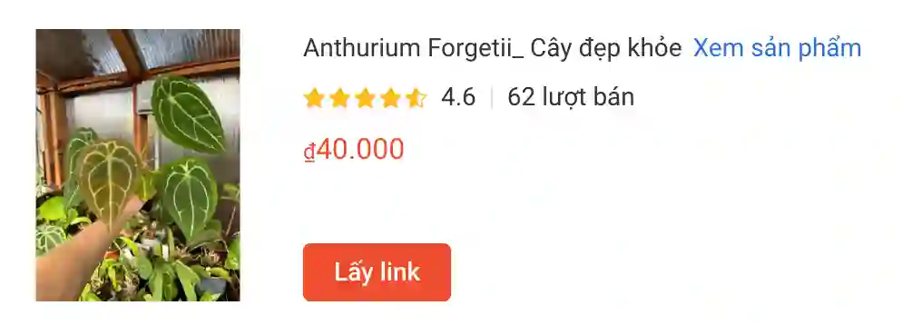 Anthurium Forgetii Cay dep khoe | Monsteraholic