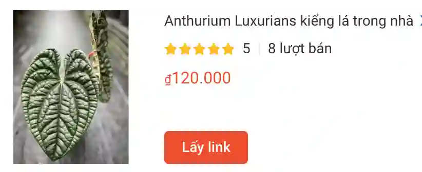 Anthurium Luxurians kieng la trong nha | Monsteraholic