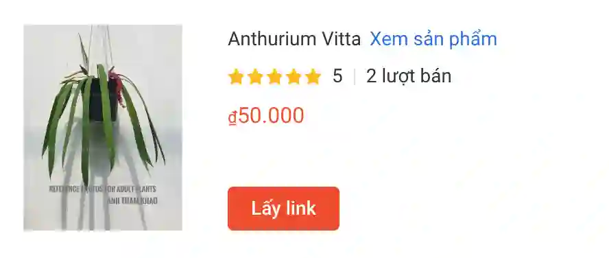 Những điều có thể bạn chưa biết về Anthurium Vittarifolium 1 Anthurium Vittarifolium to | Monsteraholic