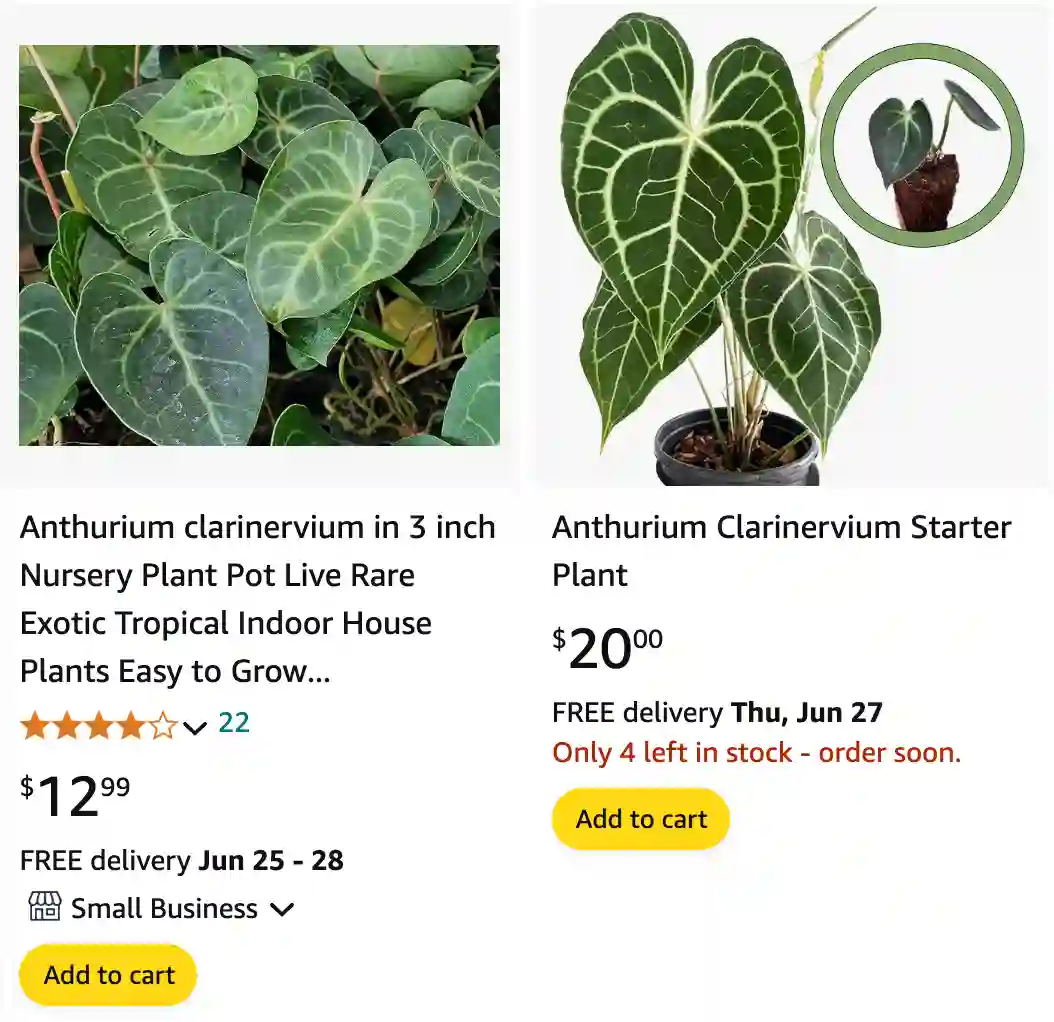 Anthurium clarinervium | Monsteraholic