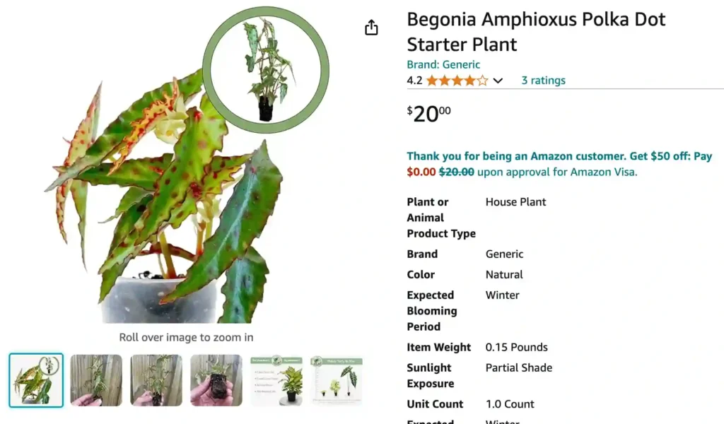 Begonia Amphioxus | Monsteraholic