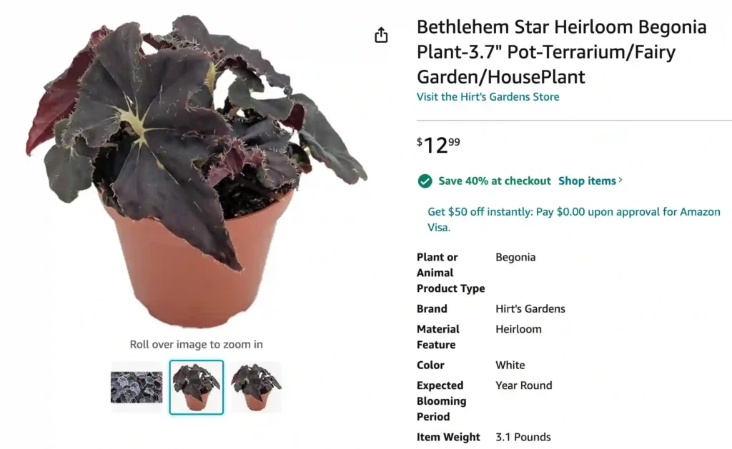 Begonia Bethlehem Star | Monsteraholic