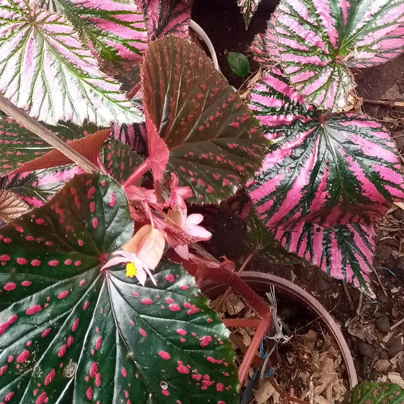 Begonia Brevirimosa Exotica 6 monsteraholic