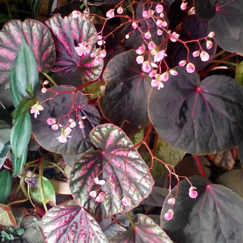 Begonia Candy Stripe 4 monsteraholic