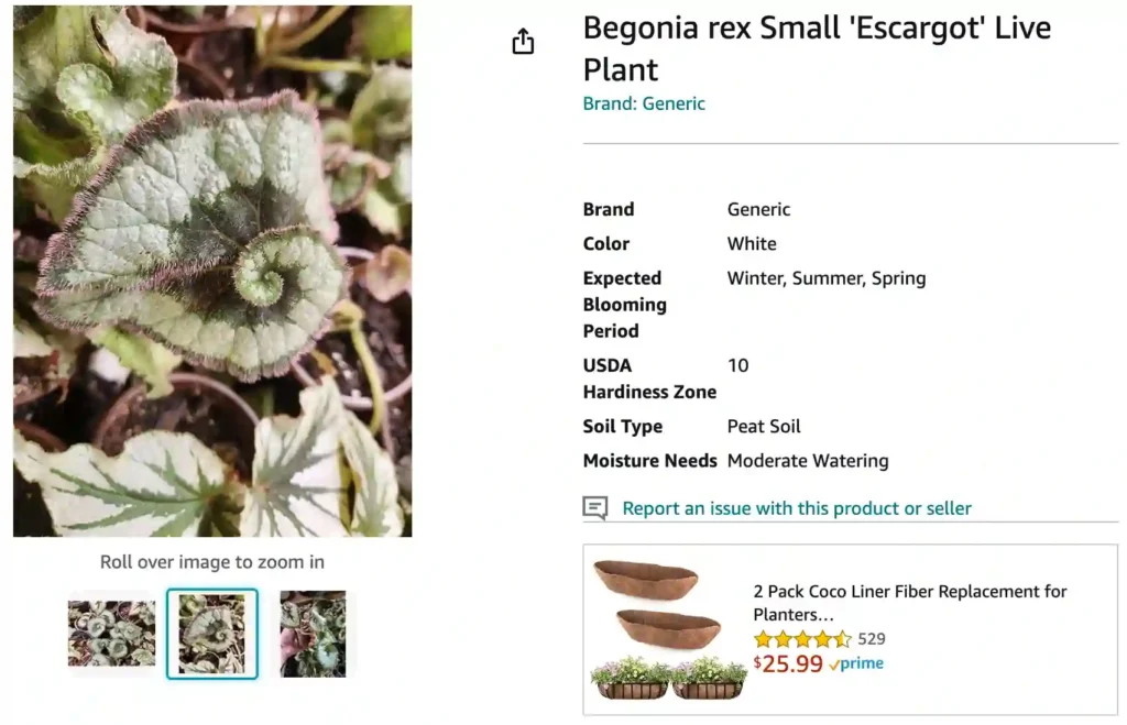 Begonia Escargot | Monsteraholic