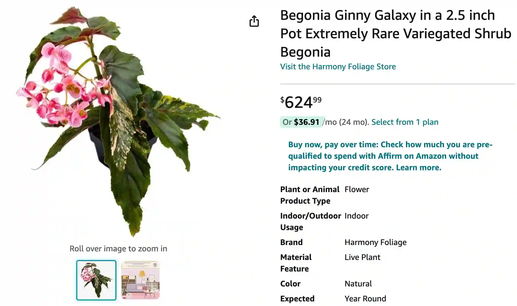 Begonia Ginny | Monsteraholic