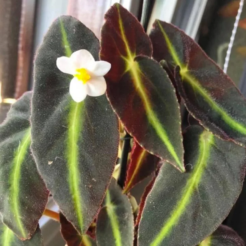 Begonia Listada