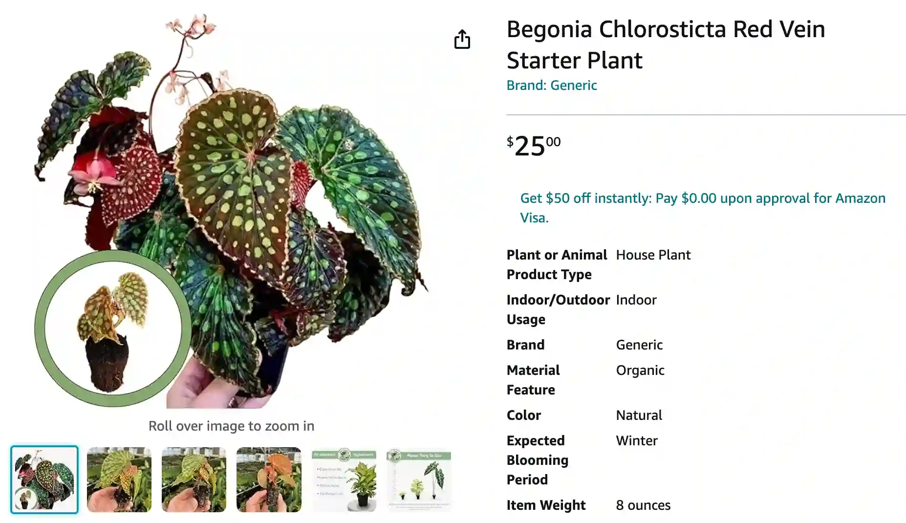 Begonia Malachosticta | Monsteraholic