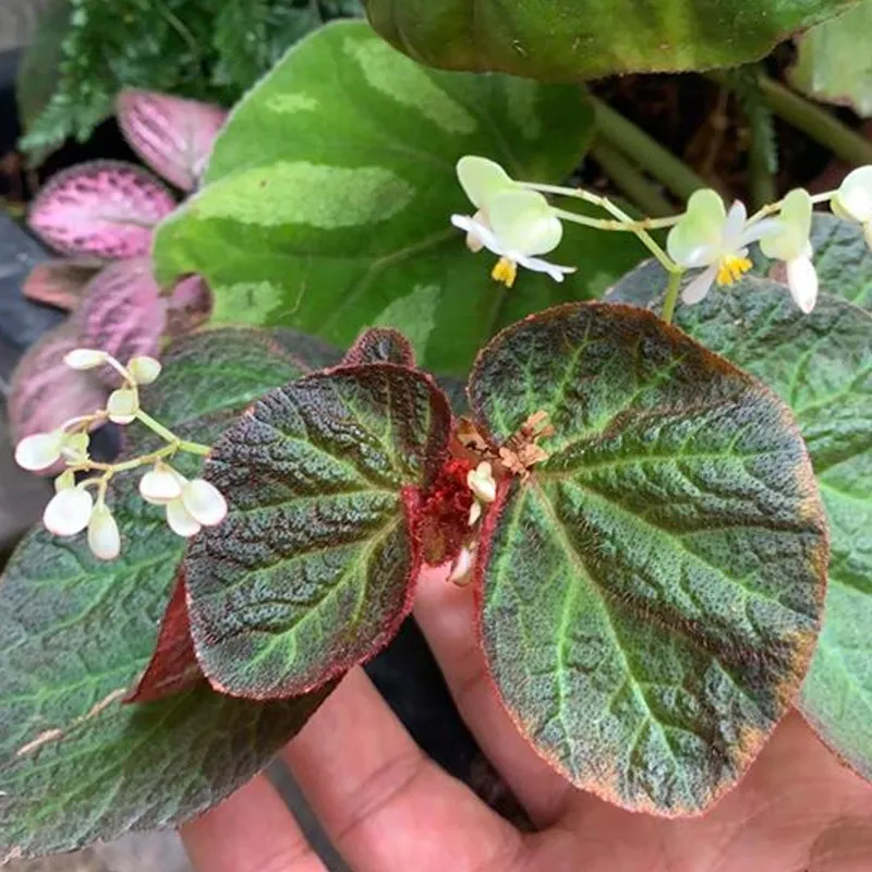 Begonia Manaus 4 monsteraholic