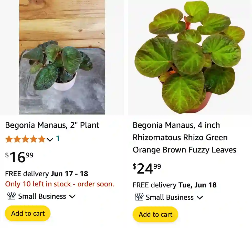 Begonia Manaus | Monsteraholic