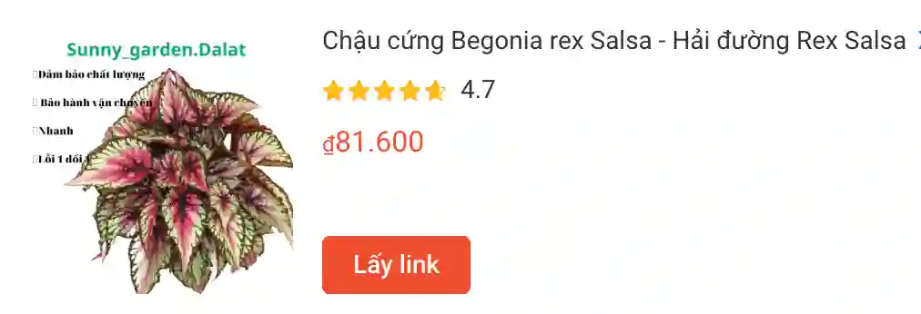 Begonia Rex Salsa | Monsteraholic