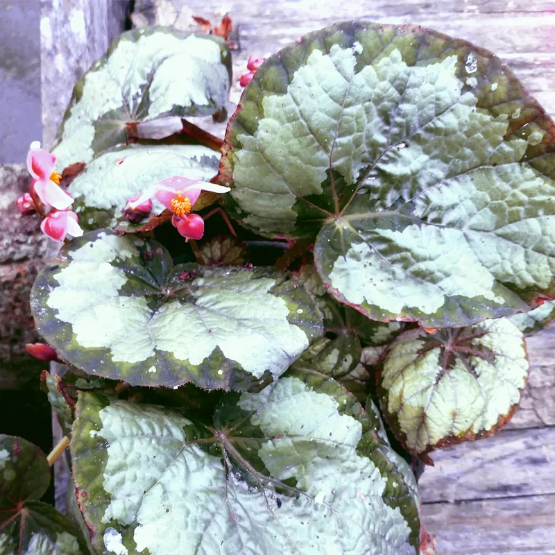 Begonia Silver Queen 6 monsteraholic