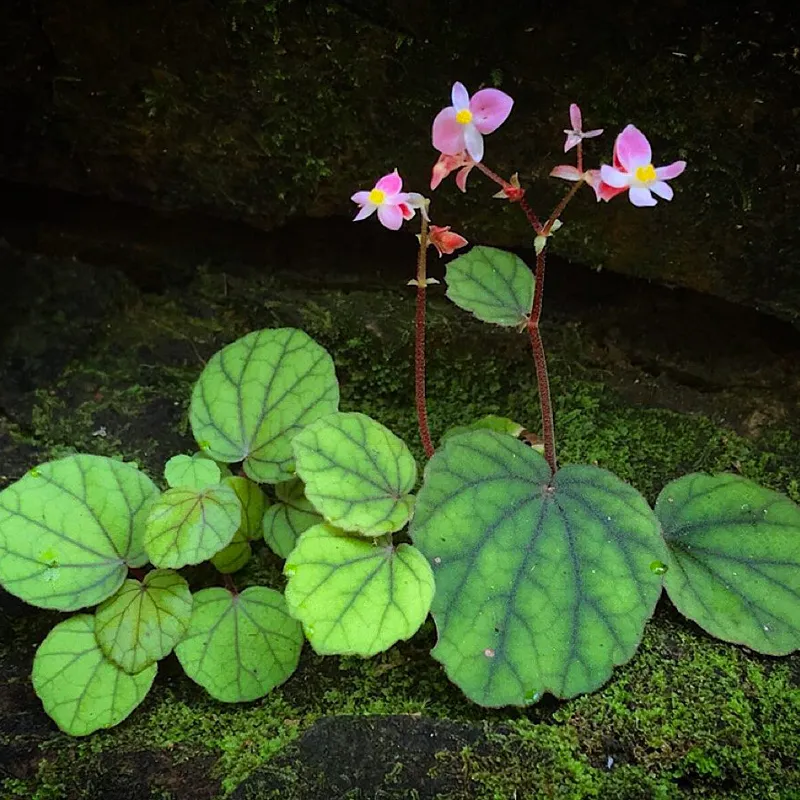 Begonia Sinuata 9 monsteraholic