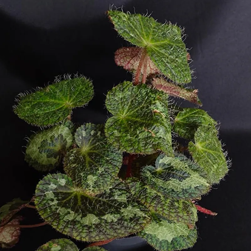 Begonia Sizemoreae