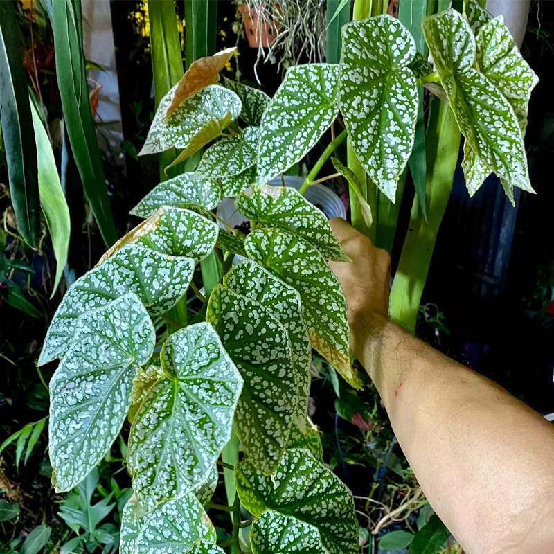 Begonia Snow Capped 4 monsteraholic