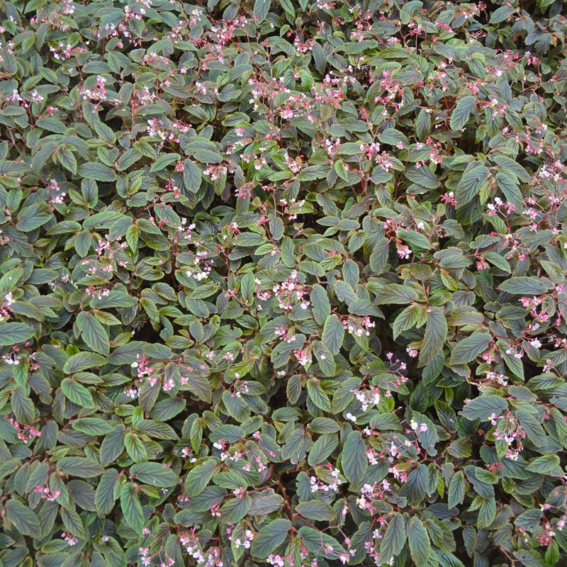 Begonia U402 (Updated May 2023)