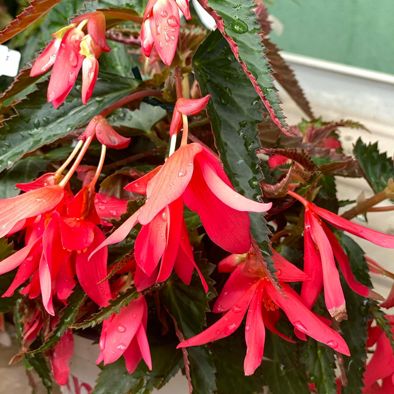 Begonia Waterfall (Updated May 2023)