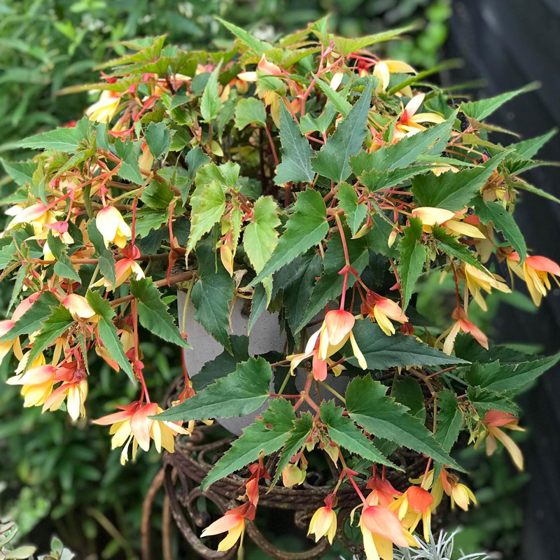 Begonia Waterfall (Updated May 2023)