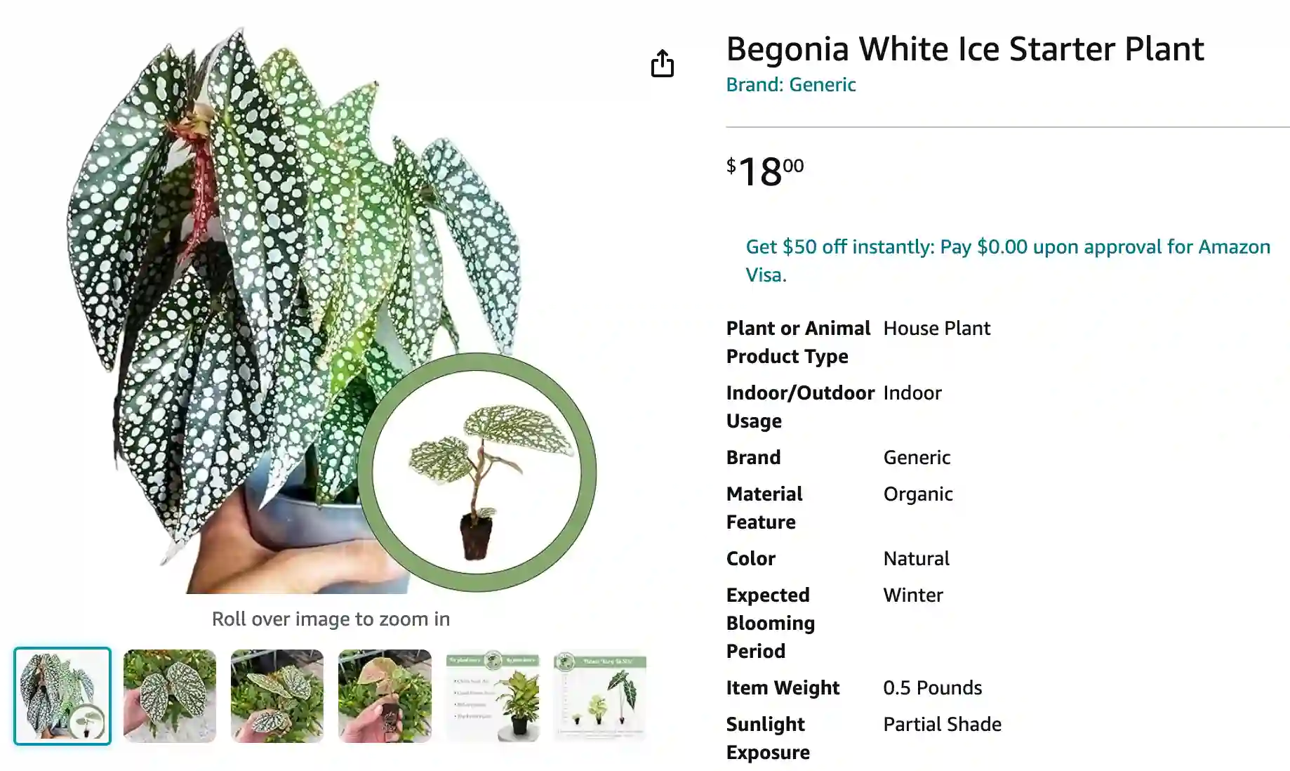 Begonia White Ice | Monsteraholic