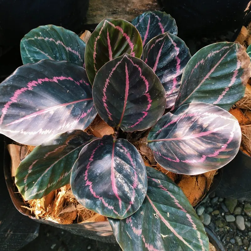 Calathea Dottie 4 monsteraholic