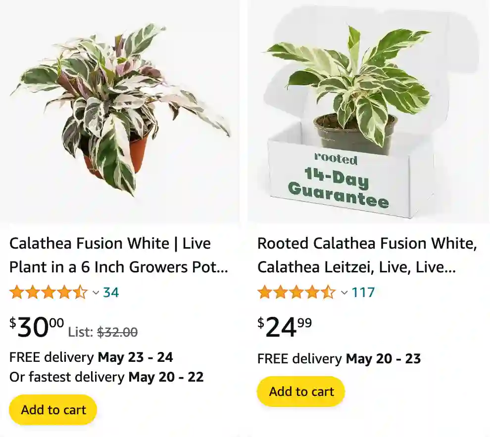 Calathea Fusion White | Monsteraholic