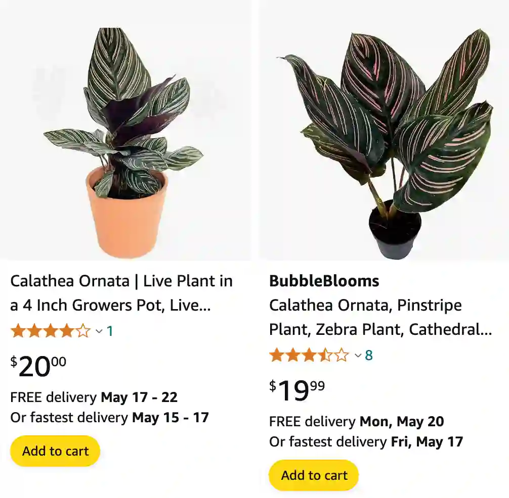 Calathea Ornata | Monsteraholic