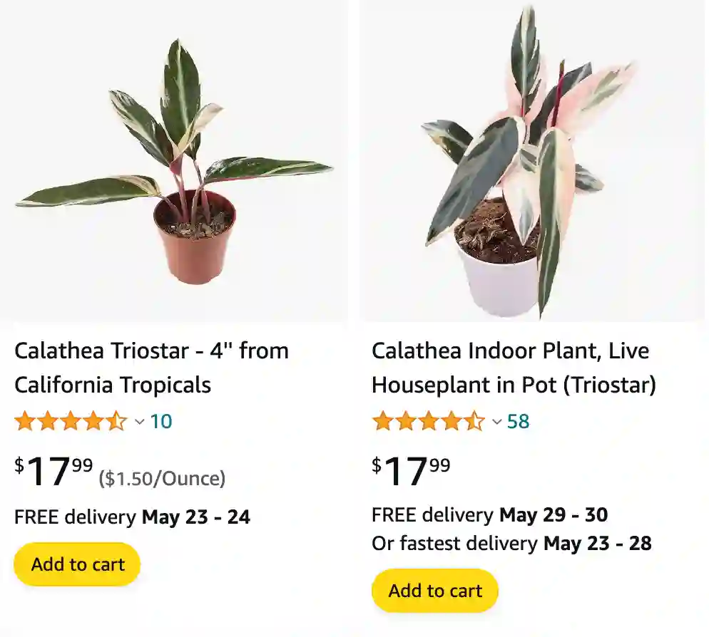 Calathea Triostar | Monsteraholic