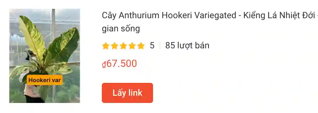 Cay Anthurium Hookeri Variegated Kieng La Nhiet Doi | Monsteraholic