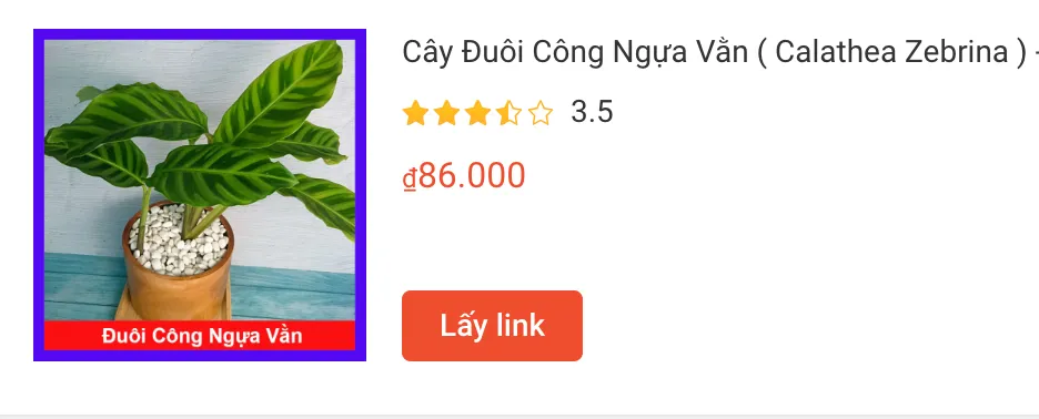 Cay Duoi Cong Ngua Van Calathea Zebrina | Monsteraholic